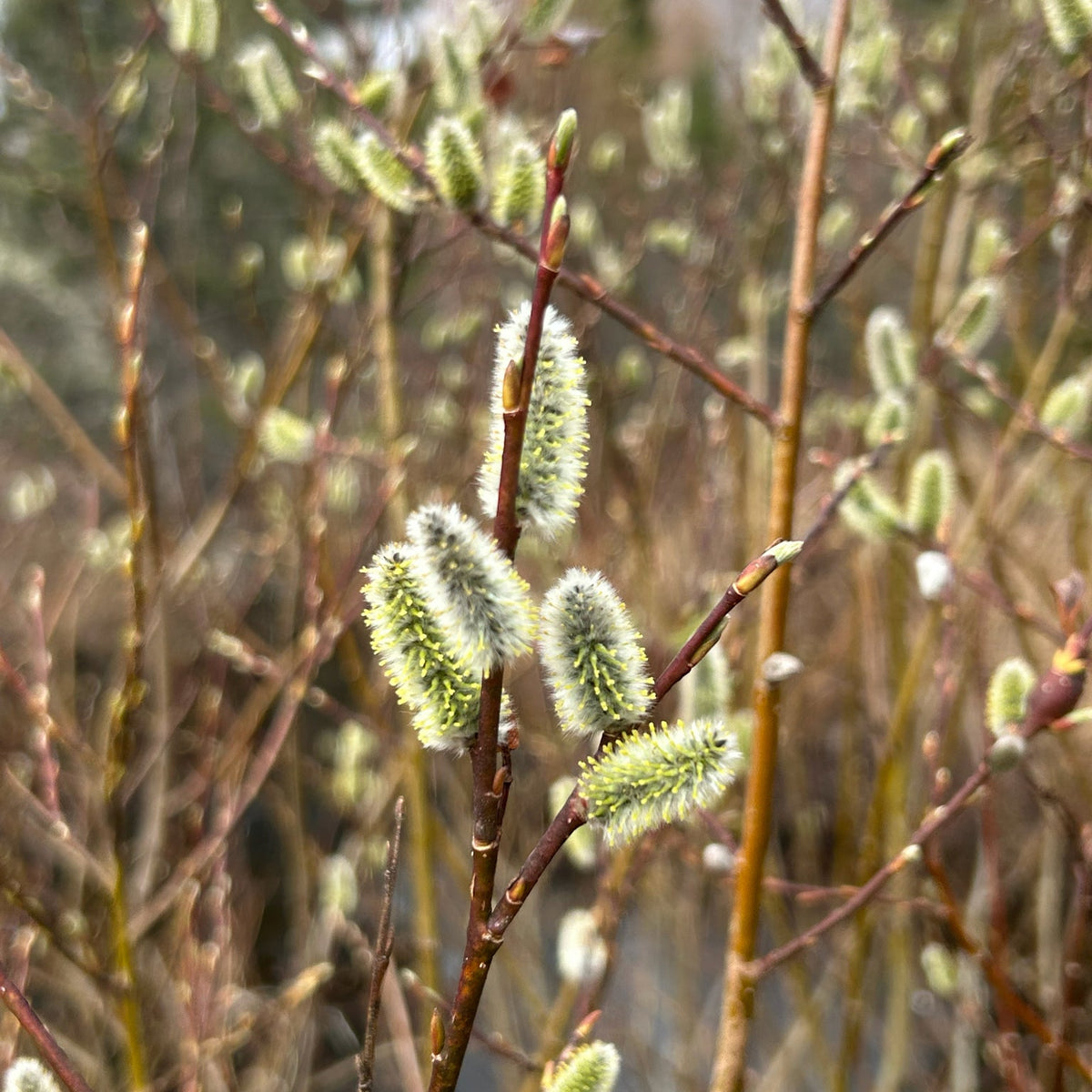 Salix discolor (Pussy Willow)