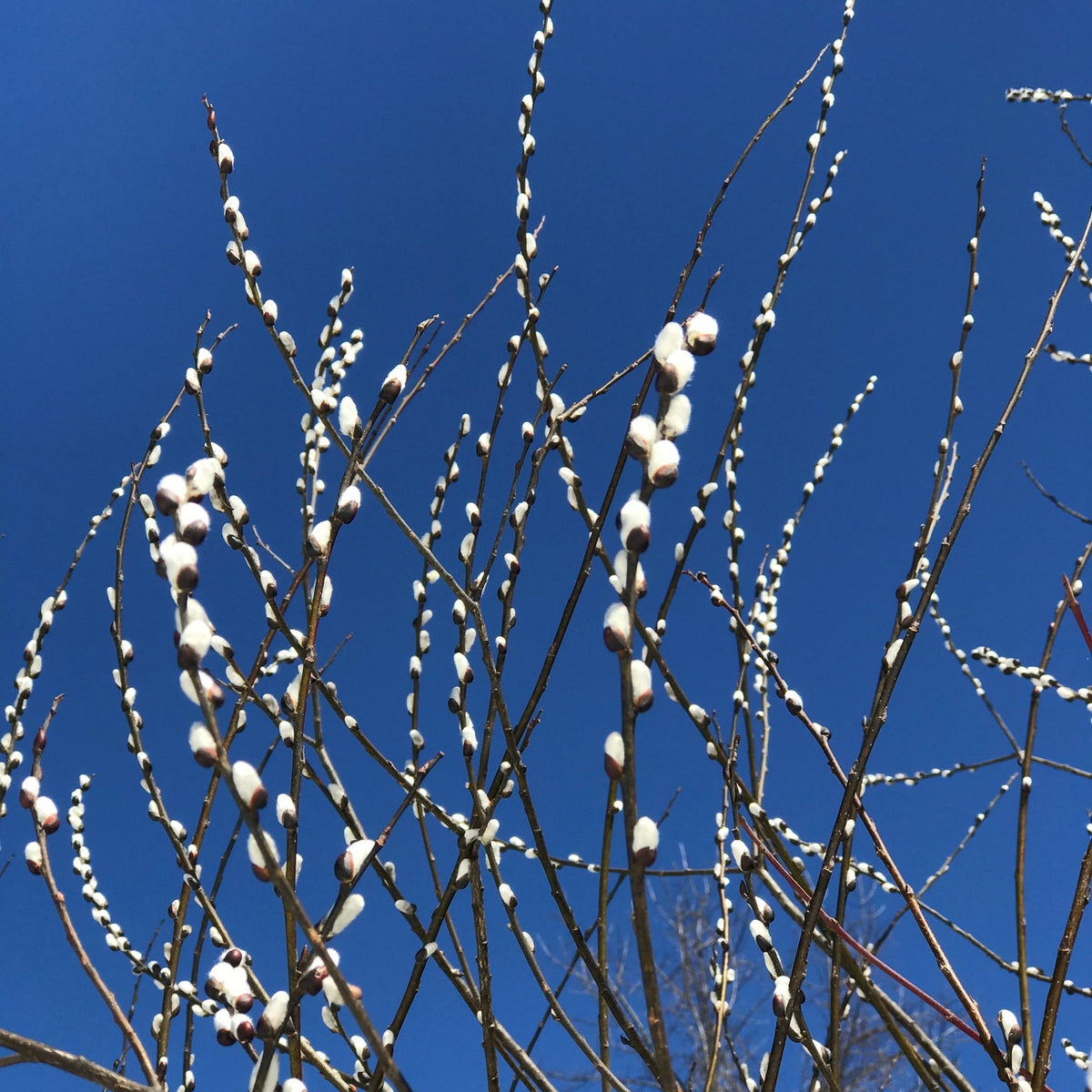 Salix discolor (Pussy Willow)