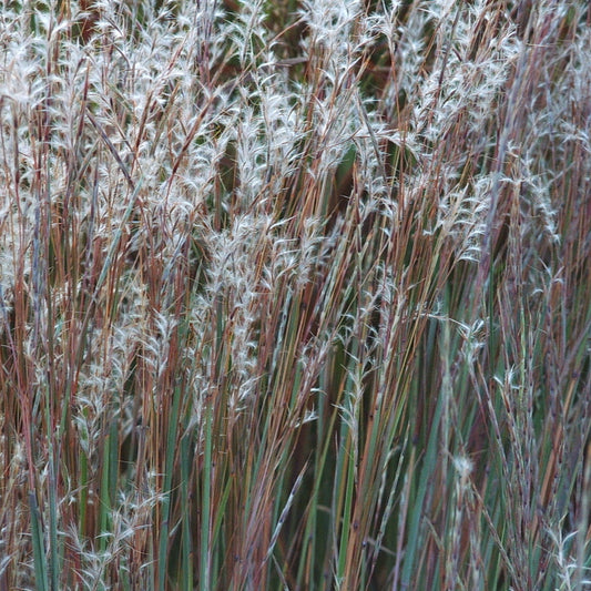 301: Low Grow Mix For Dry Sites