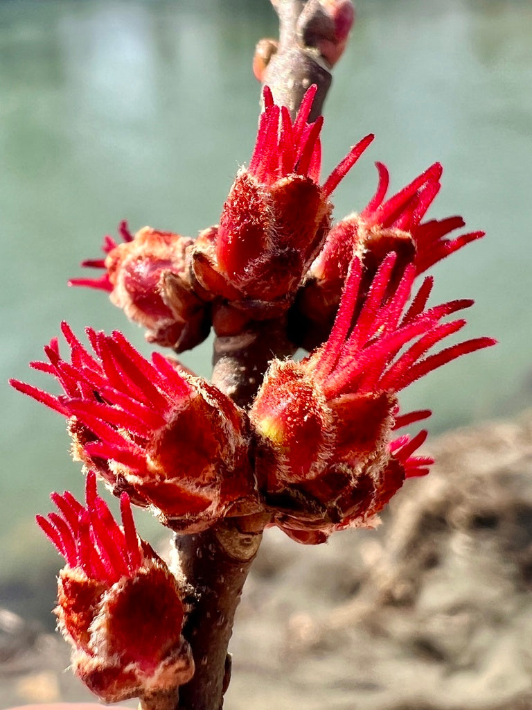 Acer saccharinum (Silver Maple)