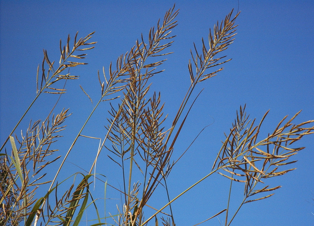 Spartina cynosuroides (Big Cordgrass)