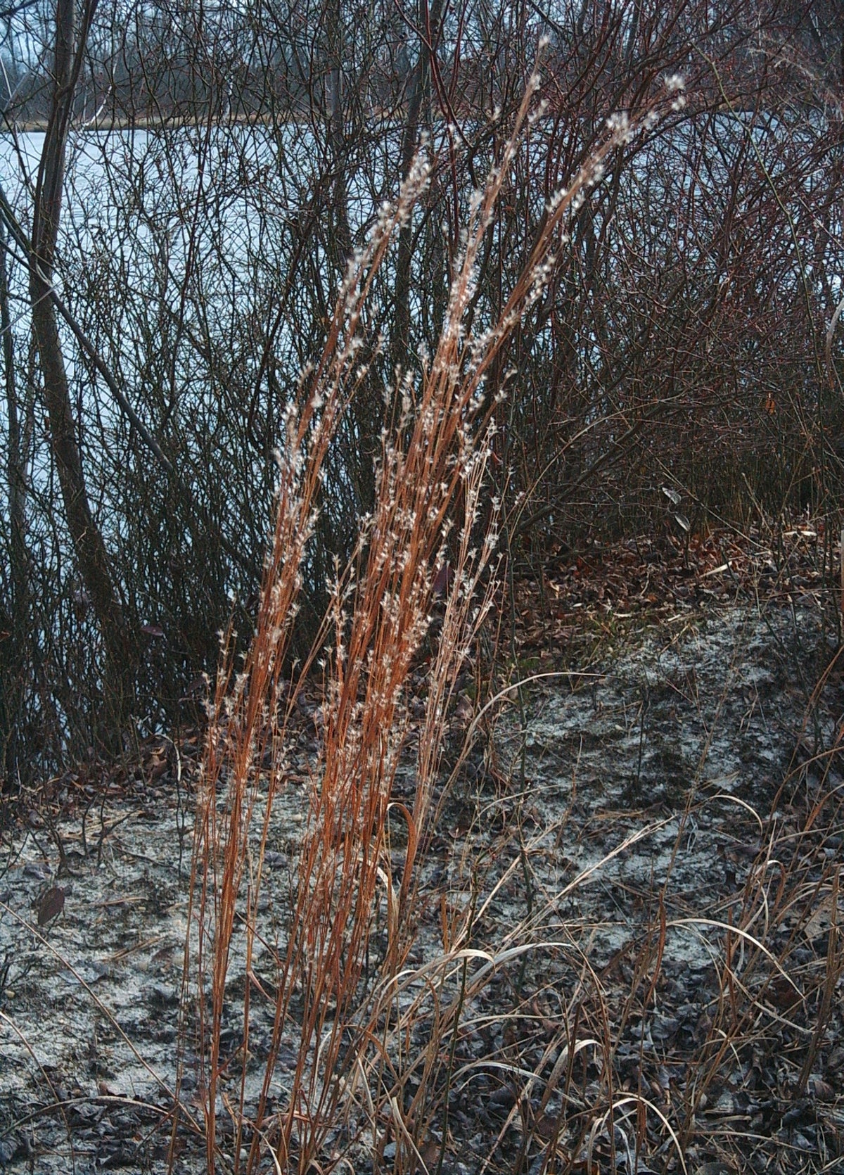 Schizachyrium scoparium (Little Bluestem)