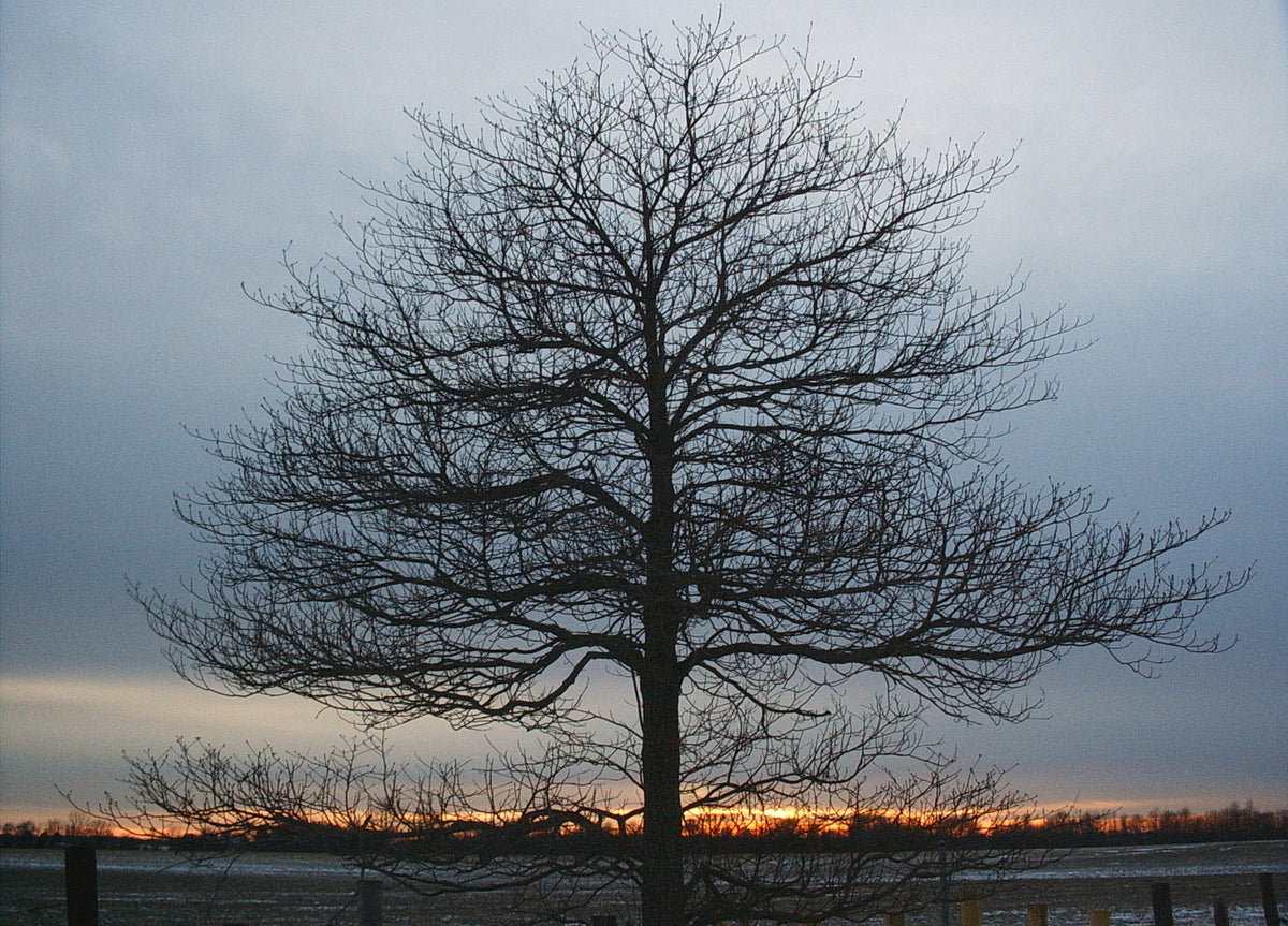 Sassafras albidum (Sassafras)