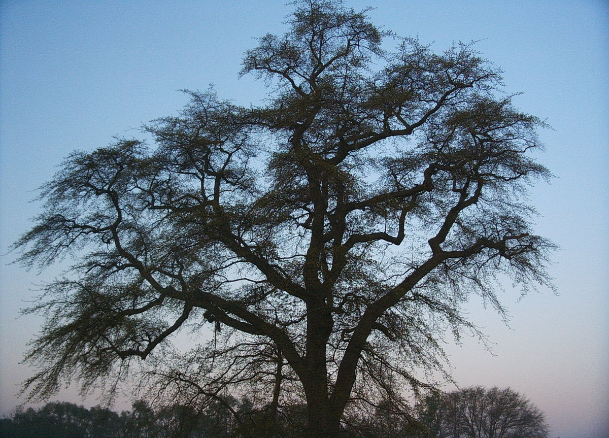 Nyssa sylvatica (Black Gum)