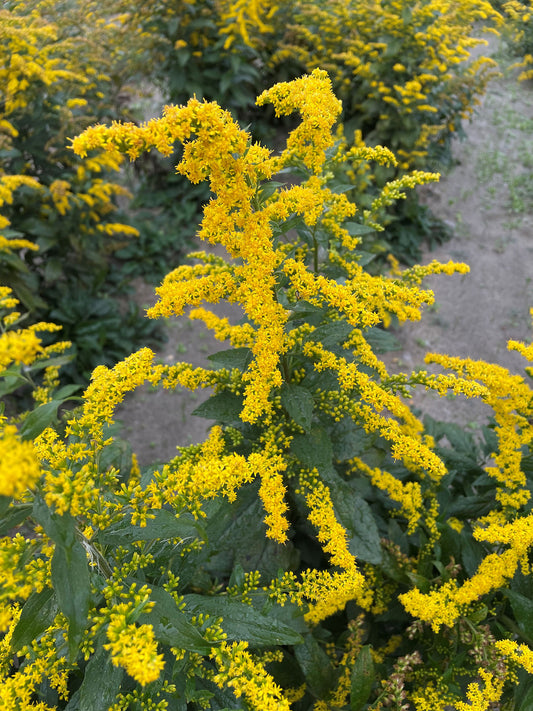 Solidago rugosa (Wrinkleleaf Goldenrod)