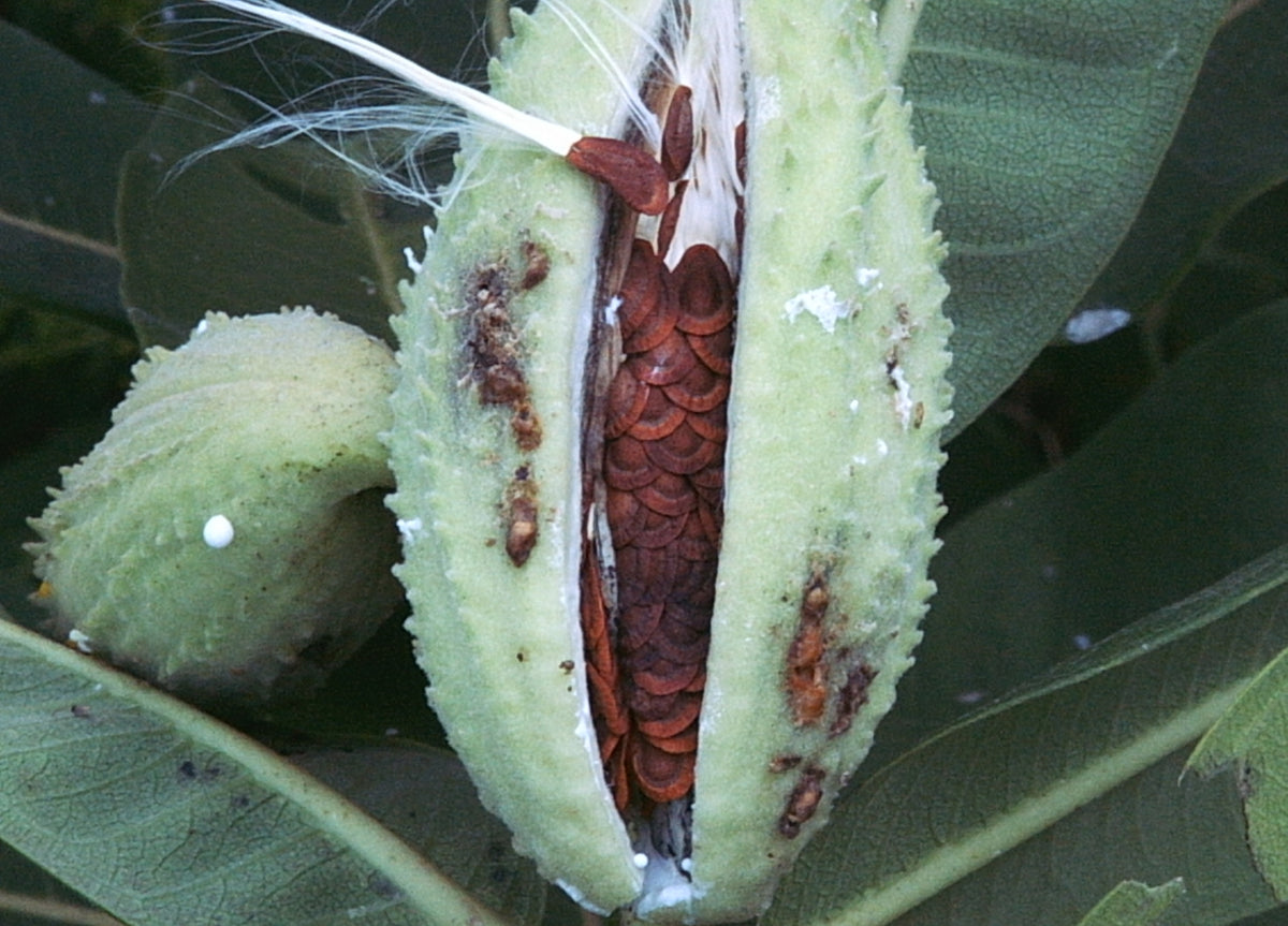 Asclepias syriaca (Common Milkweed)