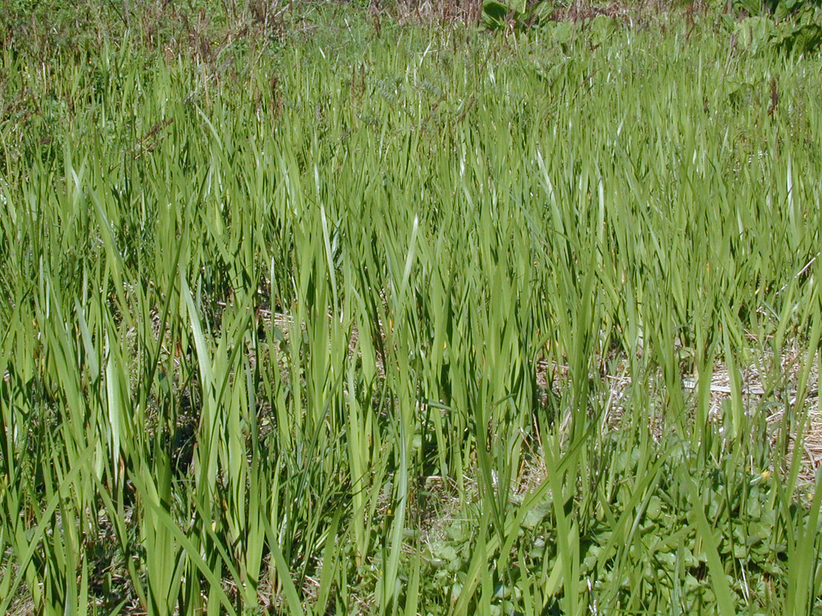 Acorus americanus (Sweetflag)