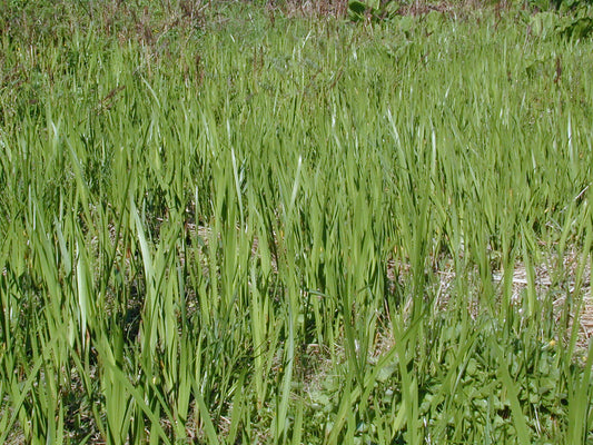 Acorus americanus (Sweetflag)