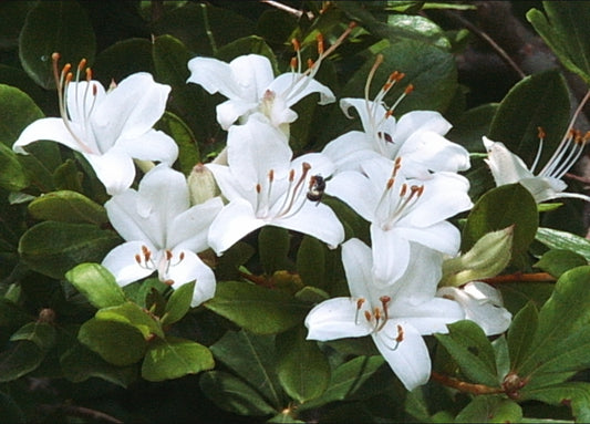 Rhododendron viscosum (Swamp Azalea)