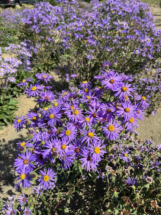Symphyotrichum laeve (Smooth Aster)