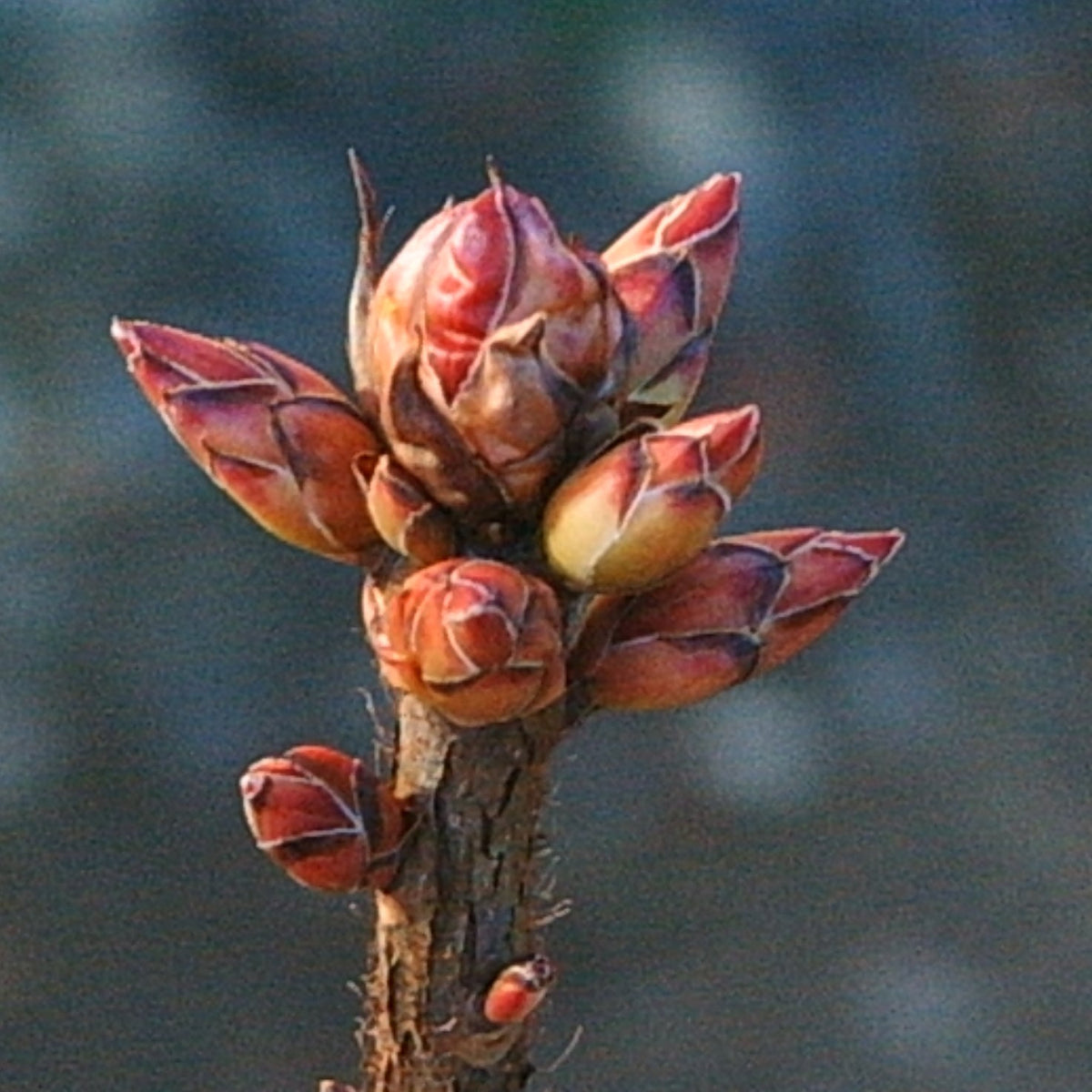 Rhododendron viscosum (Swamp Azalea)