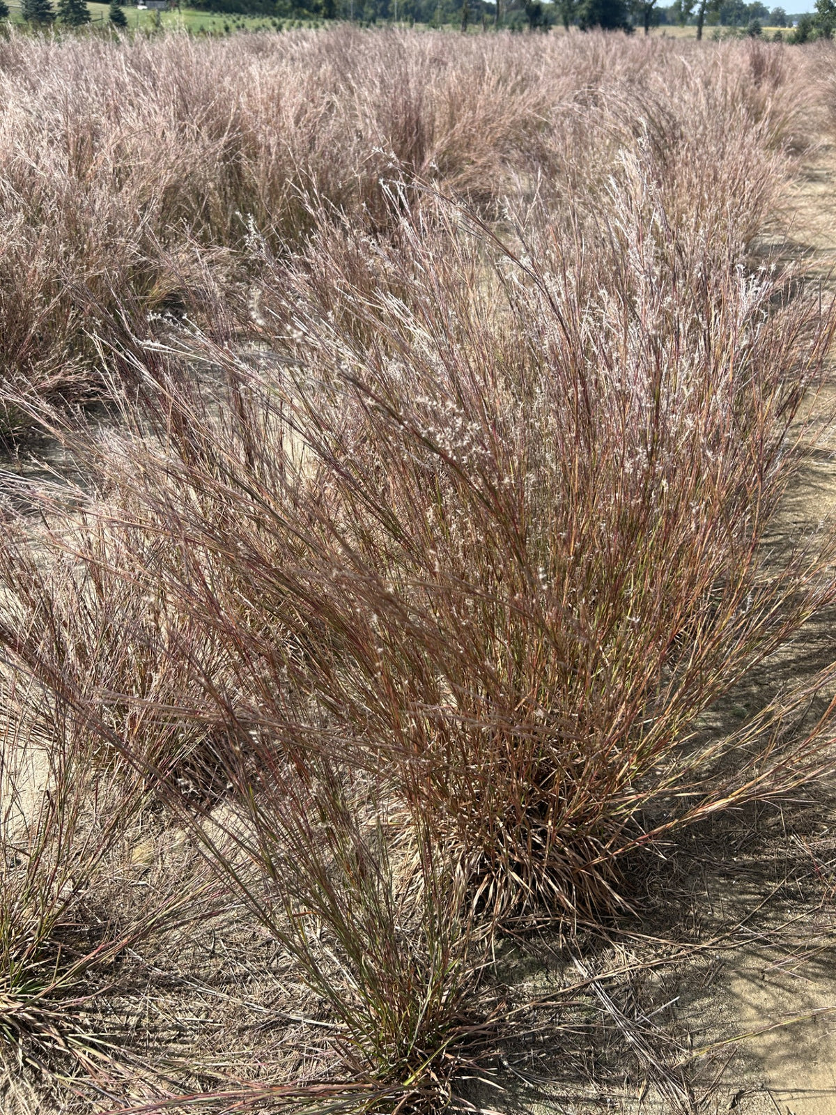 Schizachyrium scoparium (Little Bluestem)