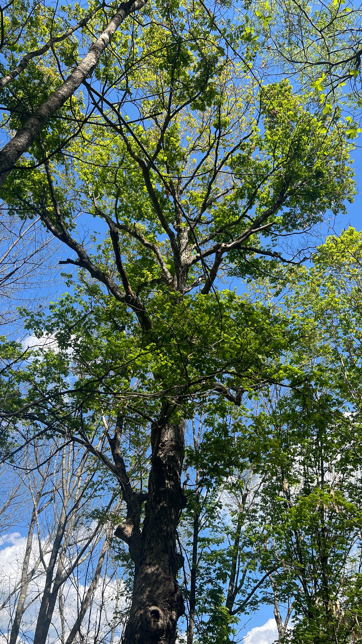 Acer saccharum (Sugar Maple)