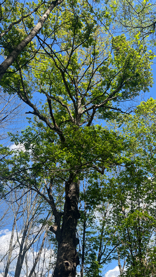 Acer saccharum (Sugar Maple)