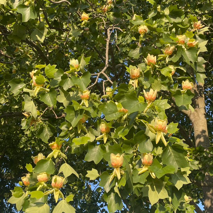 Liriodendron tulipifera (Tulip Poplar)