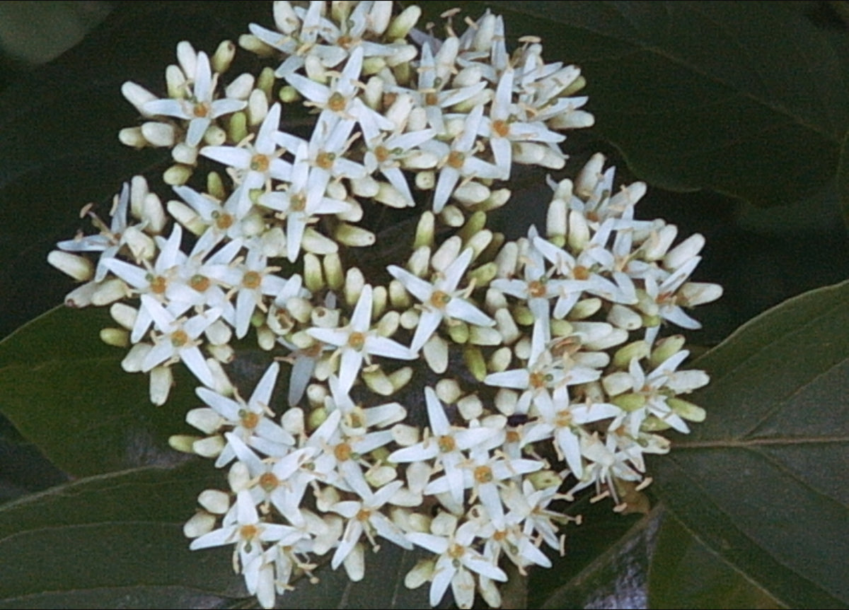 Cornus amomum (Silky Dogwood)