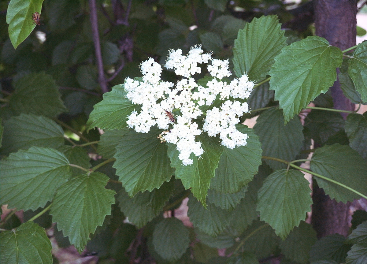 Viburnum dentatum (Arrowwood Viburnum)