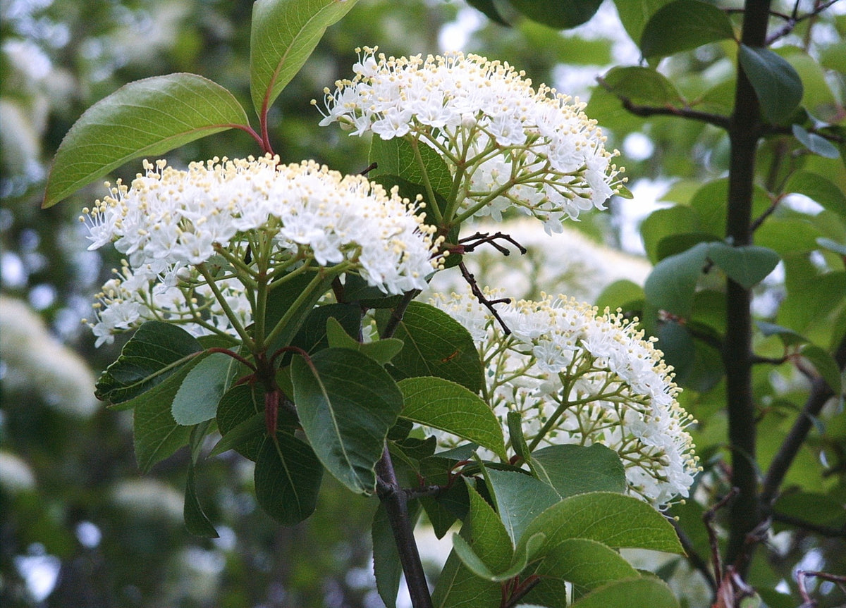 Viburnum prunifolium (Blackhaw Viburnum)