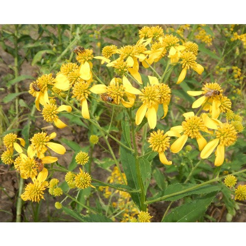 Verbesina alternifolia (Wingstem)