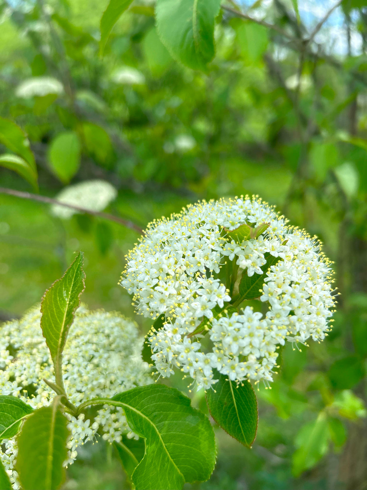 Viburnum prunifolium (Blackhaw Viburnum)
