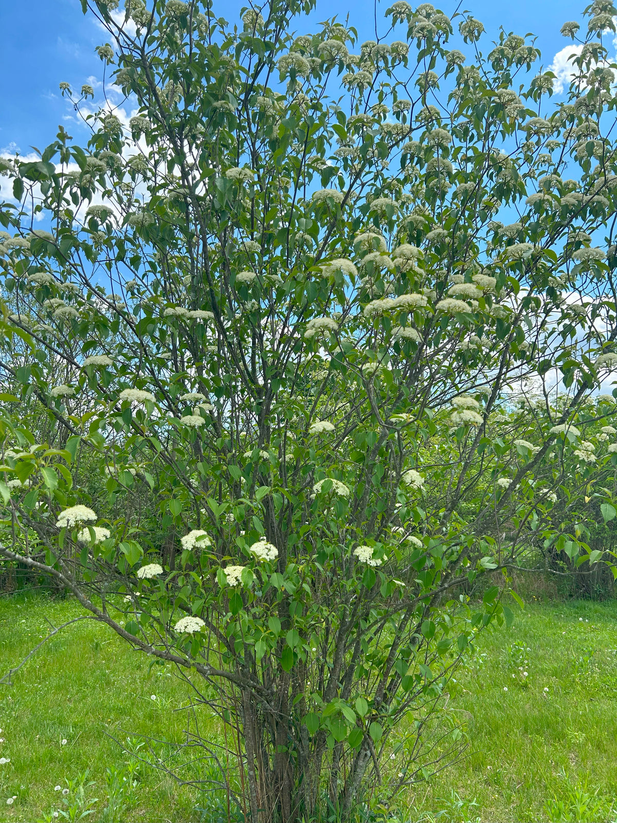 Viburnum prunifolium (Blackhaw Viburnum)