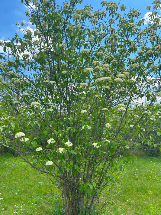 Viburnum prunifolium (Blackhaw Viburnum)
