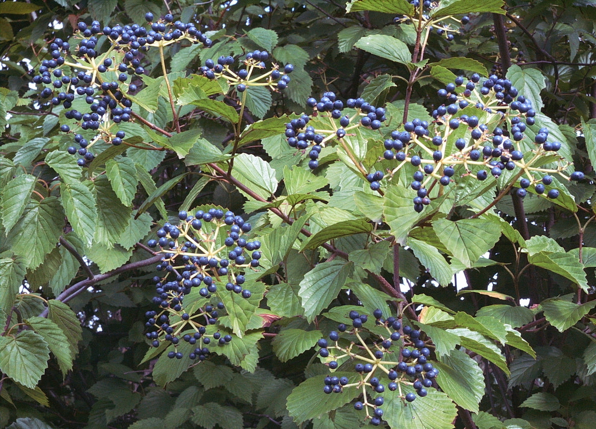 Viburnum dentatum (Arrowwood Viburnum)