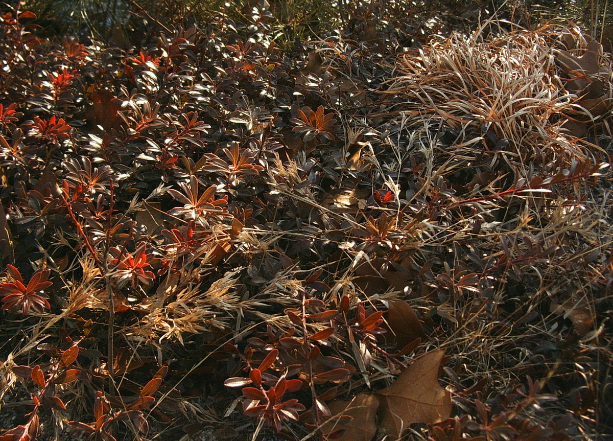 Arcostaphylos uva-ursi (Bearberry)