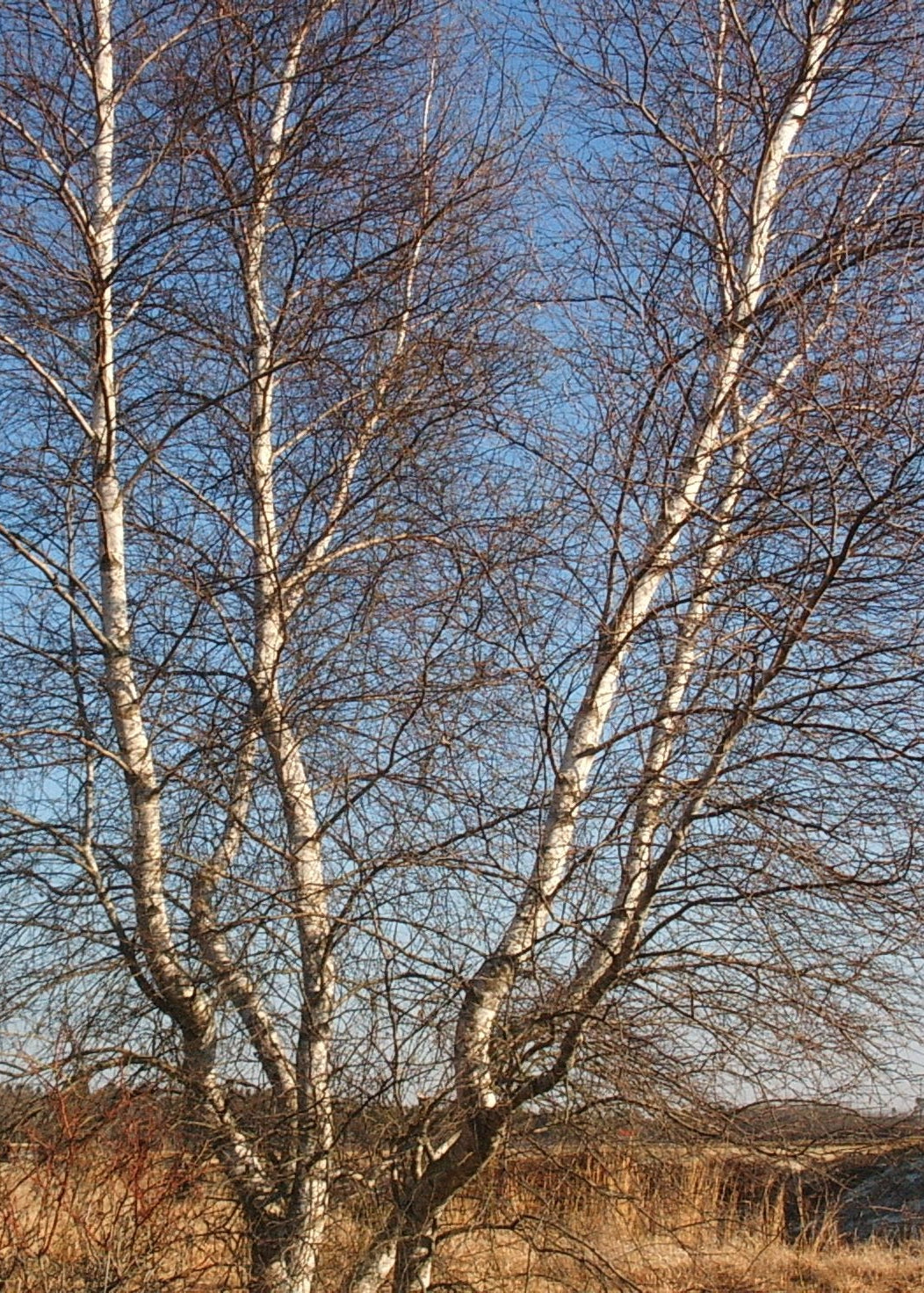 Betula populifolia (Gray Birch)