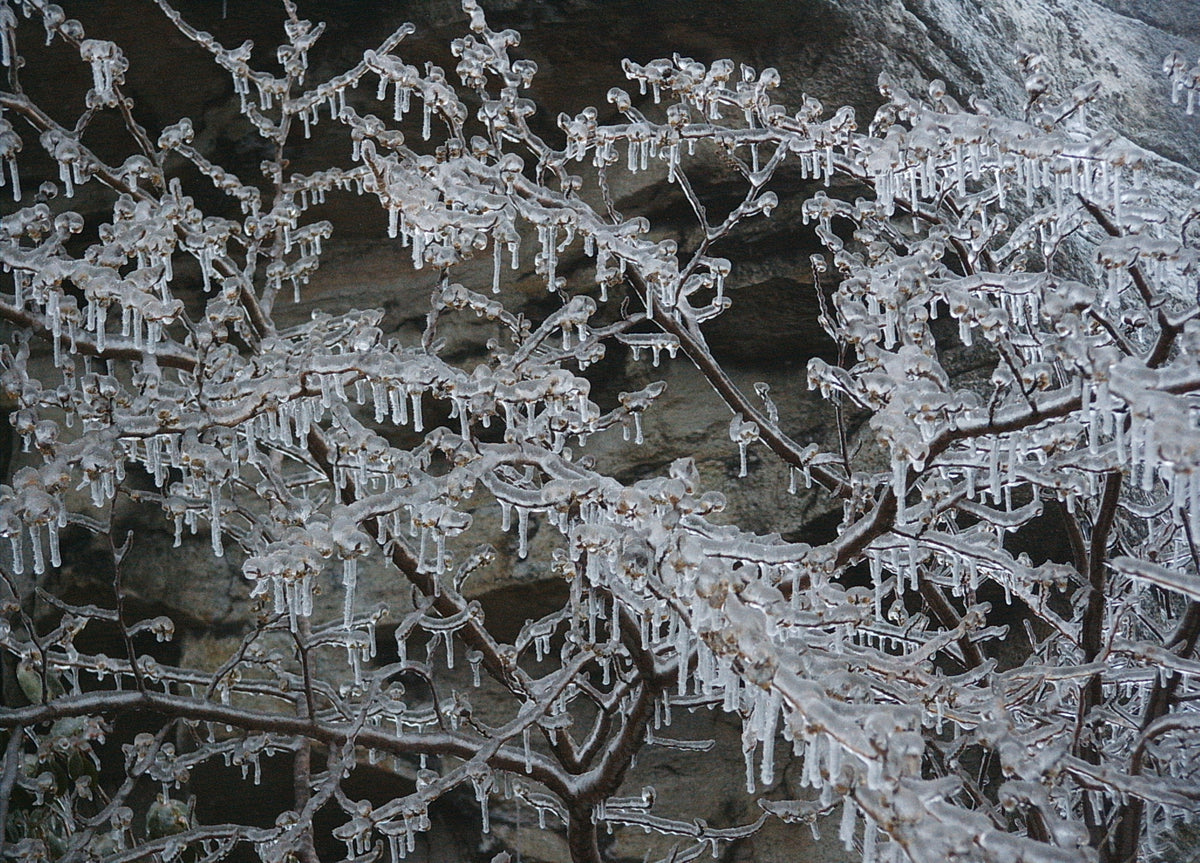 Hamamelis virginiana (Witch Hazel)