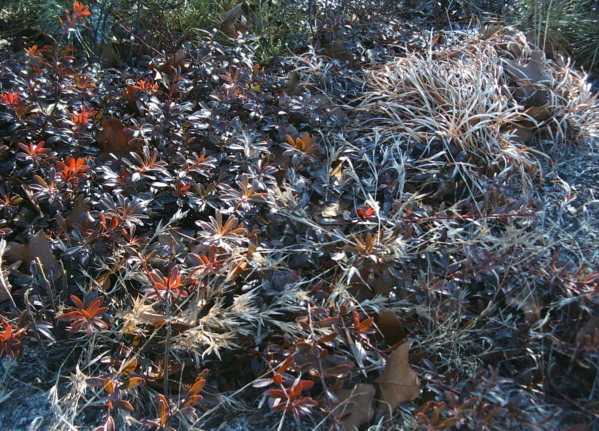 Arcostaphylos uva-ursi (Bearberry)