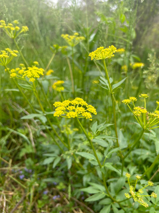 Zizia aurea (Golden Alexander)
